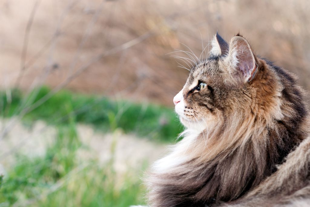 chat norvegien