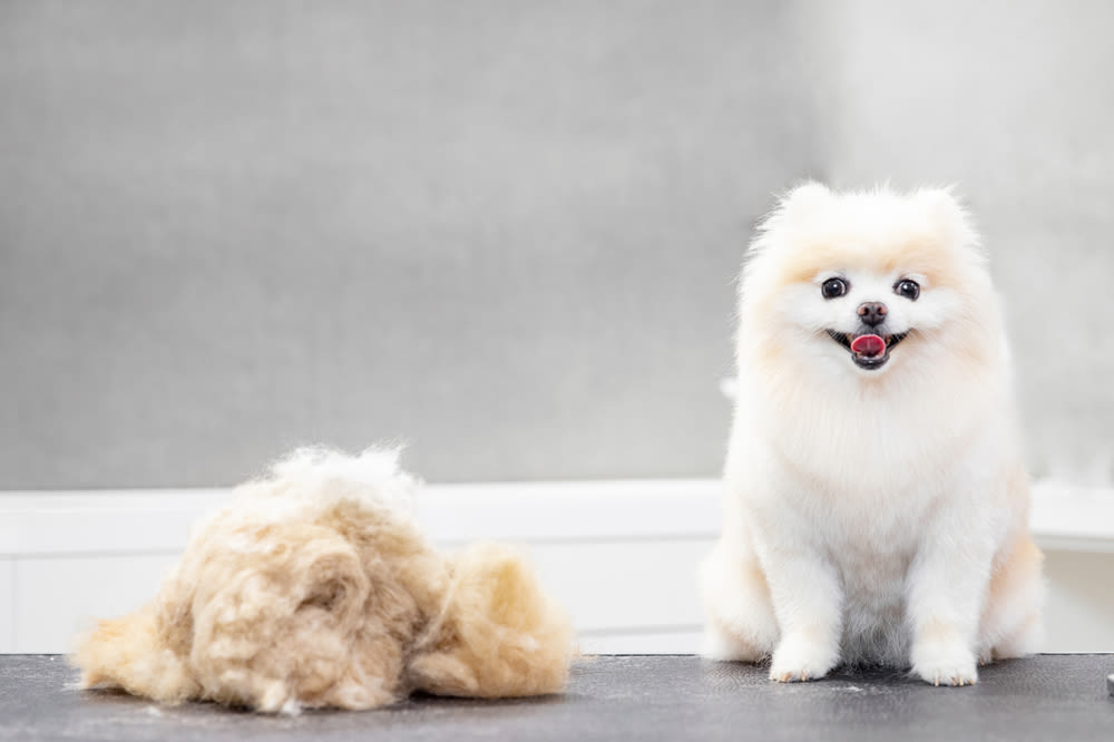 Witte Pomeriaan poseert voor de camera