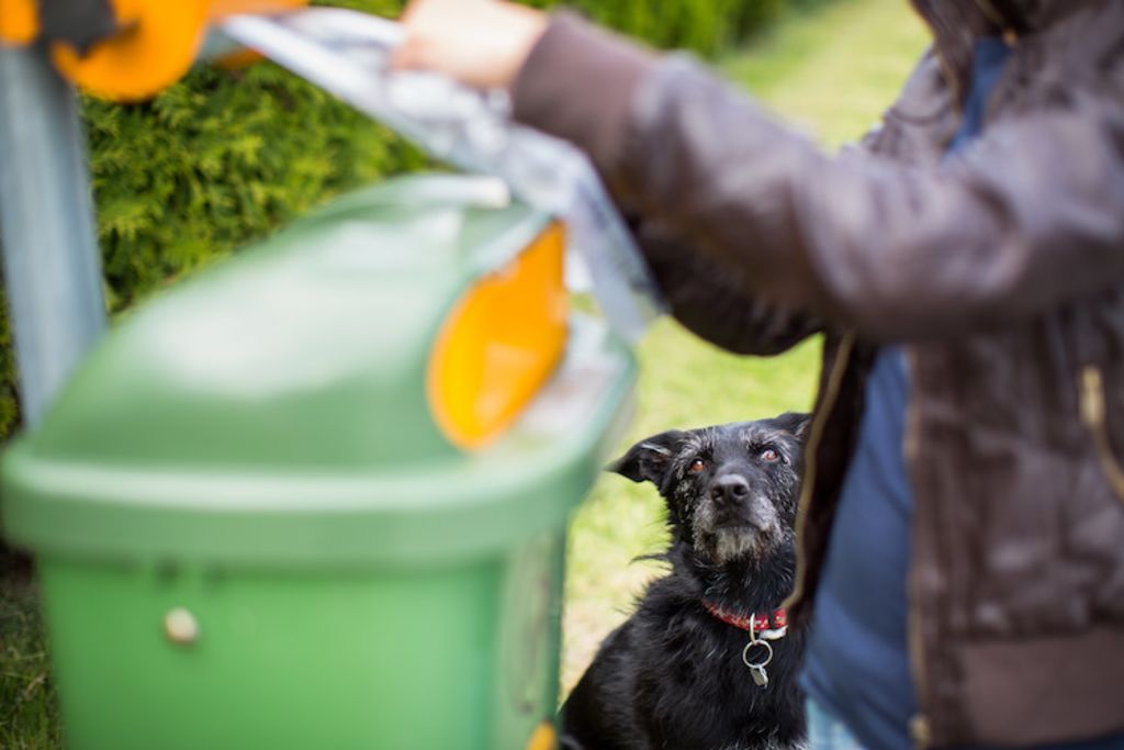 chien poubelle intoxication