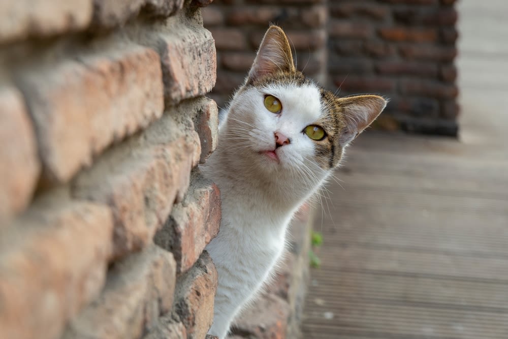 Manche Rassen sind dünner