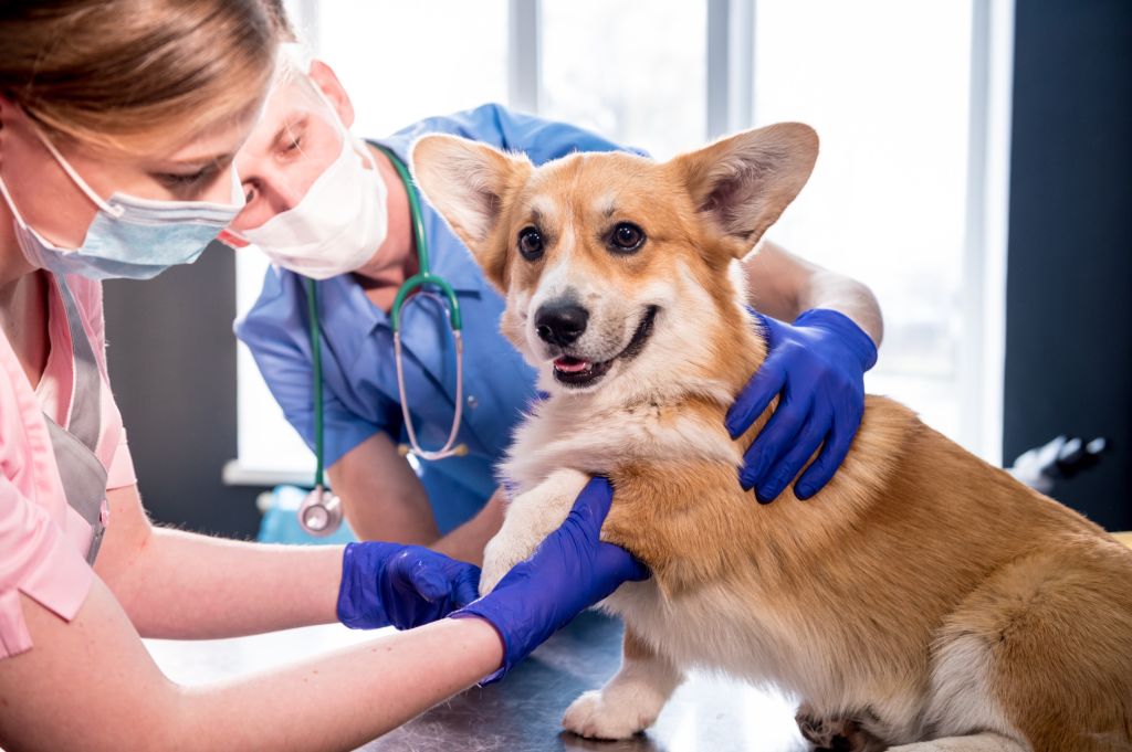 cane corgi dal veterinario