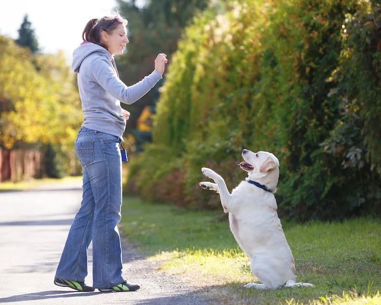 Promener son chien sans laisse : les étapes à suivre