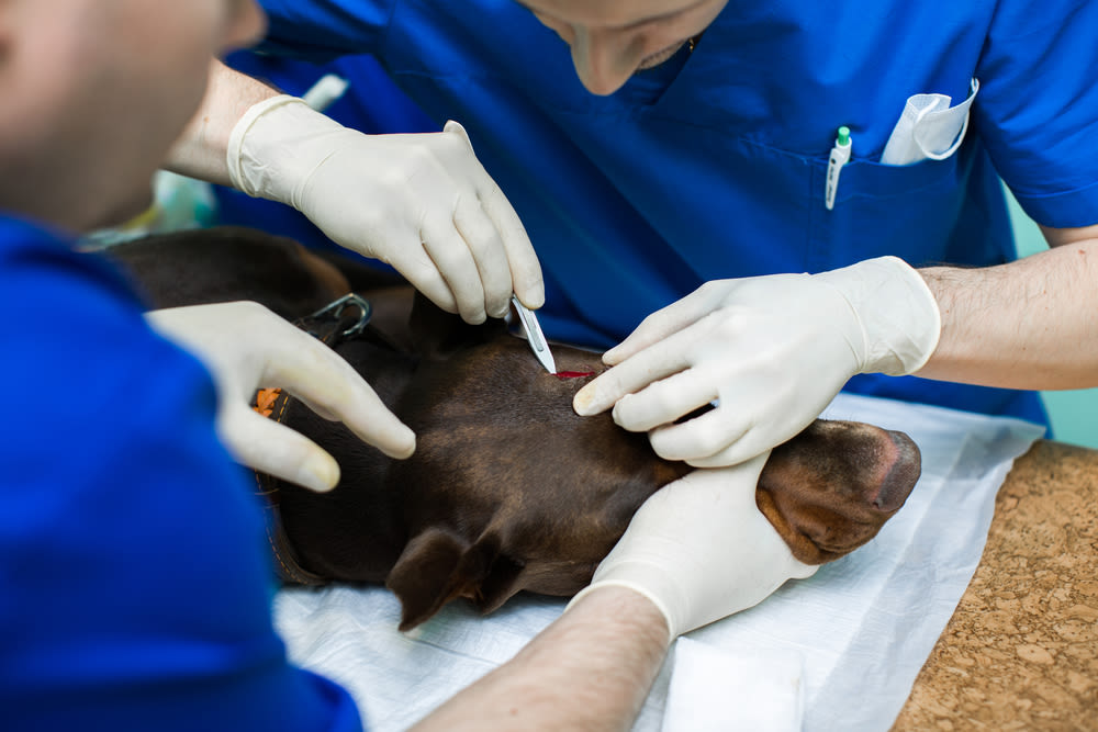 Operation beim Tierarzt