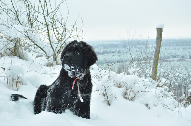 neufundländer im schnee