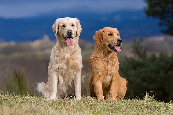 cuantos cachorros puede tener una perra mediana