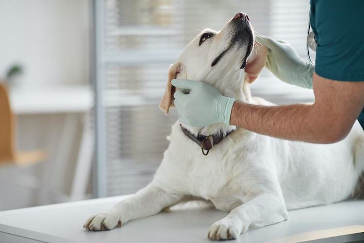 examens chien démangeaisons