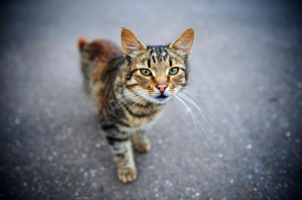 SV - tête de chat rapprochée