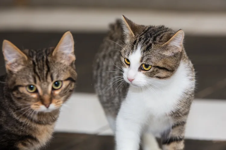 Les chats l'adorent. Les vers de terre aussi !