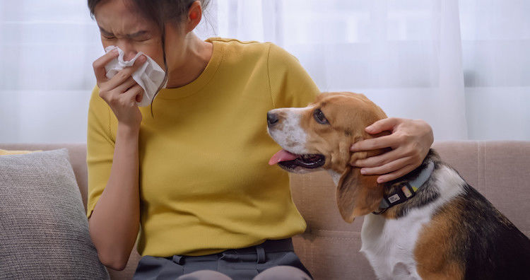 faire une allergie au chien