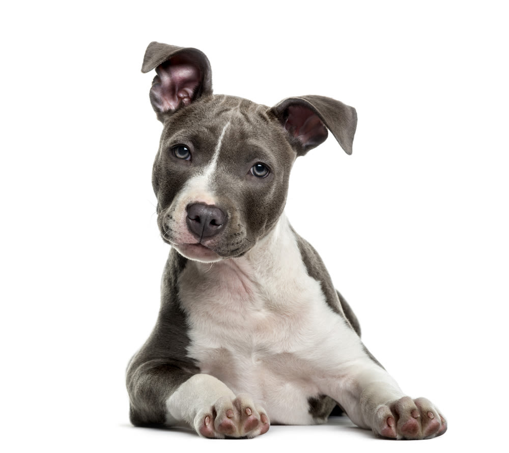 Cucciolo