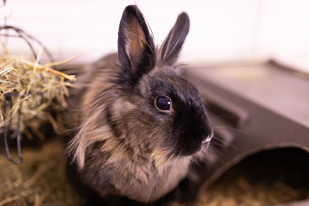 lapin domestique
