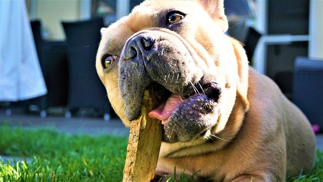 französische bulldogge kaut auf holz