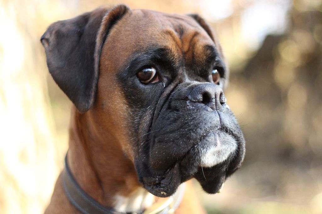 chien boxer