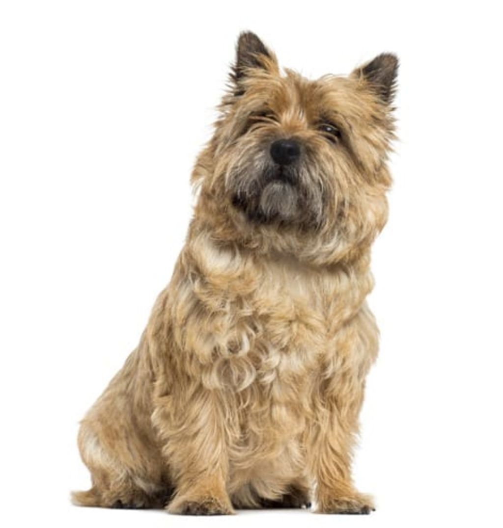 cairn terrier race de chien 2