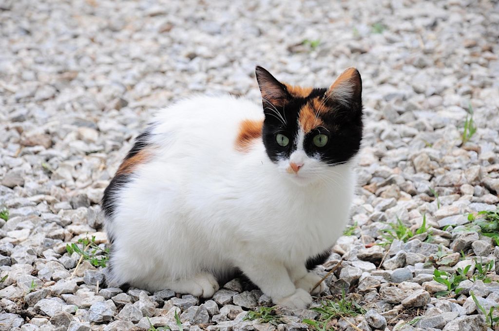 chat calico et blanc