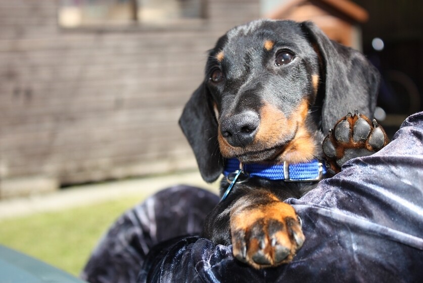 qué causa la tos de las perreras en los perros