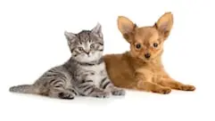 formule_Confort_de_Santevet__specialiste_d_el__assurance_sante_animale__-_123rf