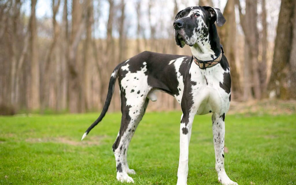 dogue_allemand_chien_de_grande_taille.jpg
