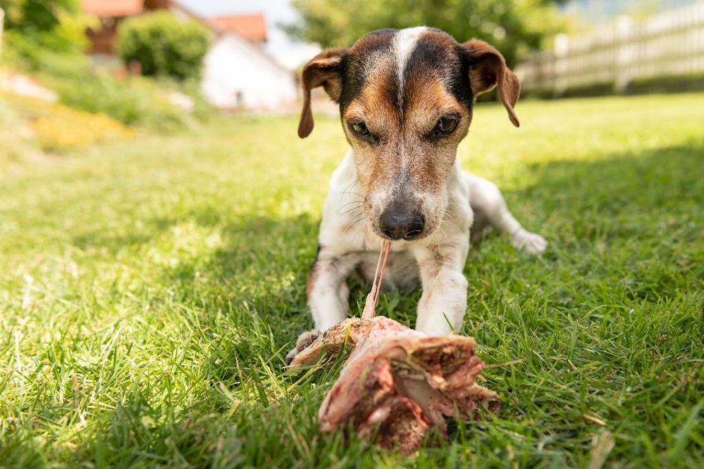 Chien et poulet cru