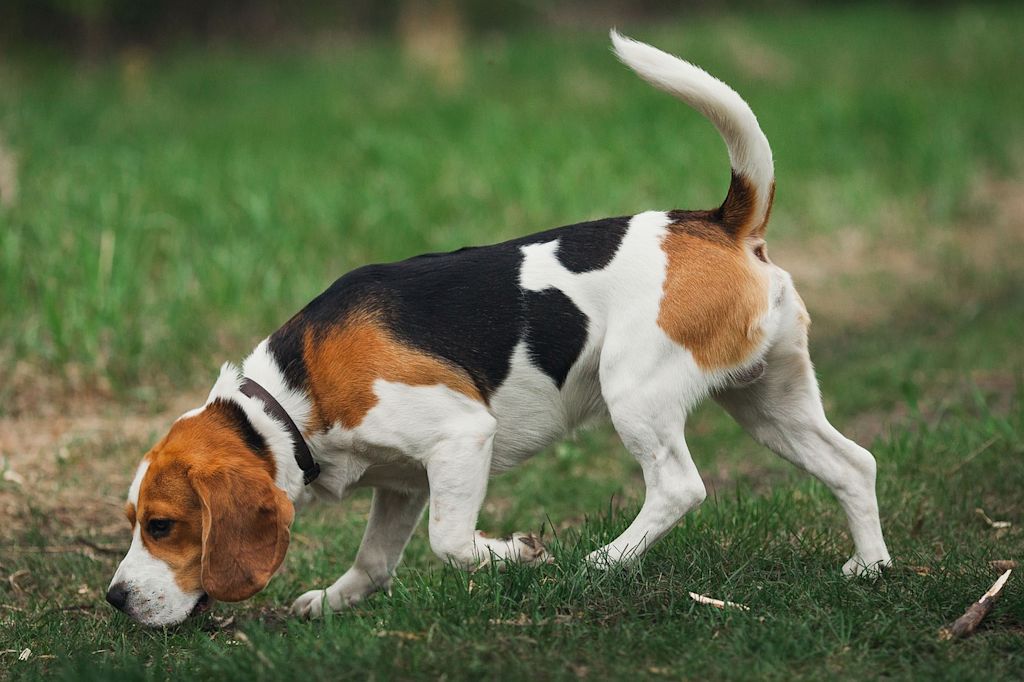 chien beagle