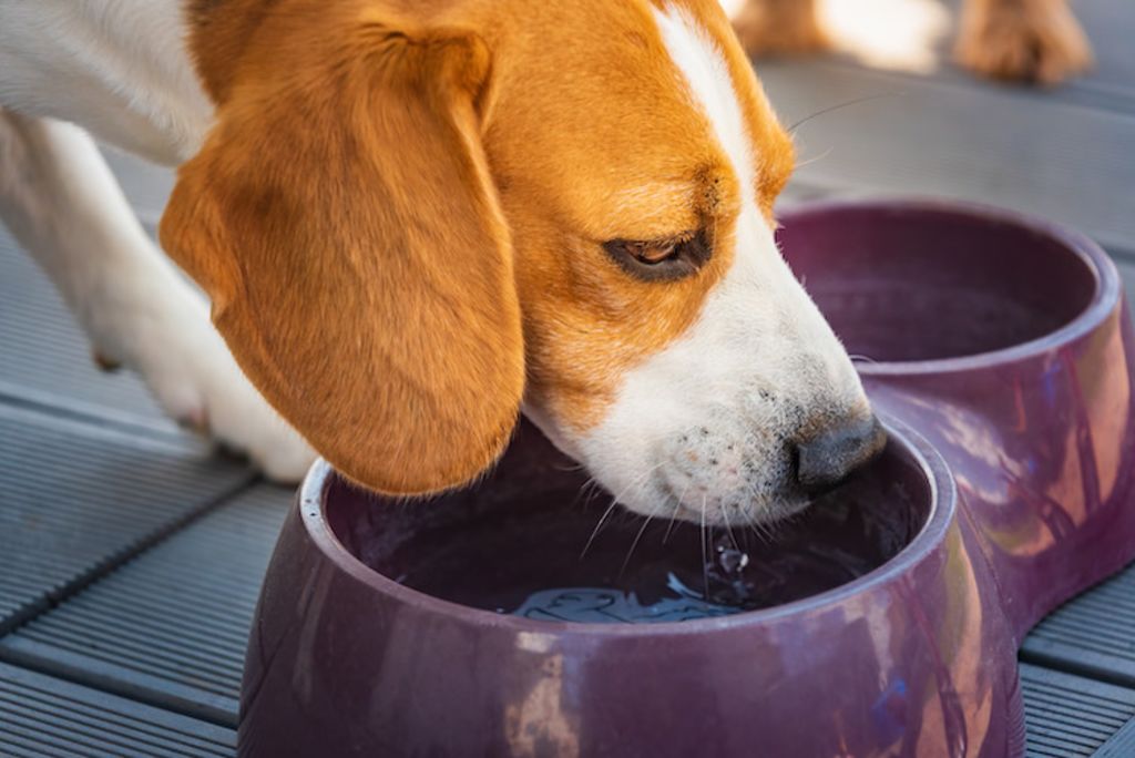 hydratation boisson Insuffisance renale chien