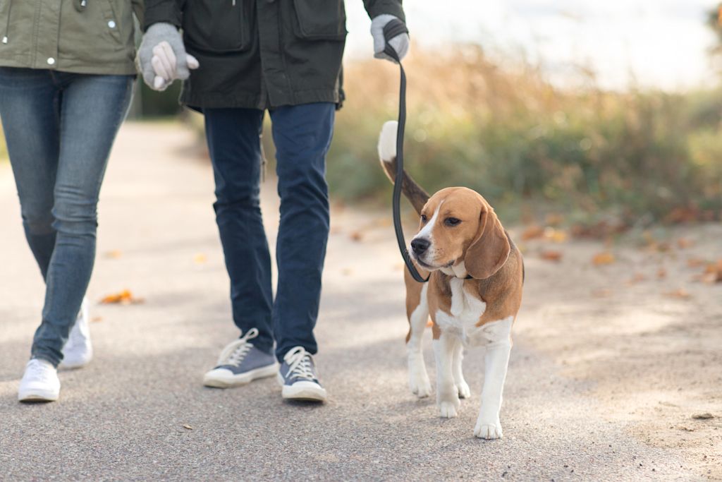 beagle en laisse
