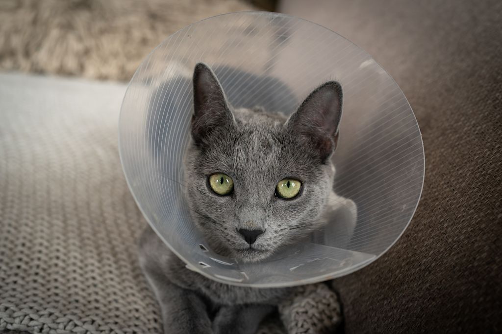 chat avec une collerette veterinaire