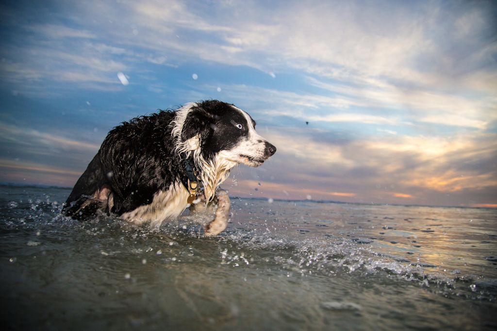border collie baigne