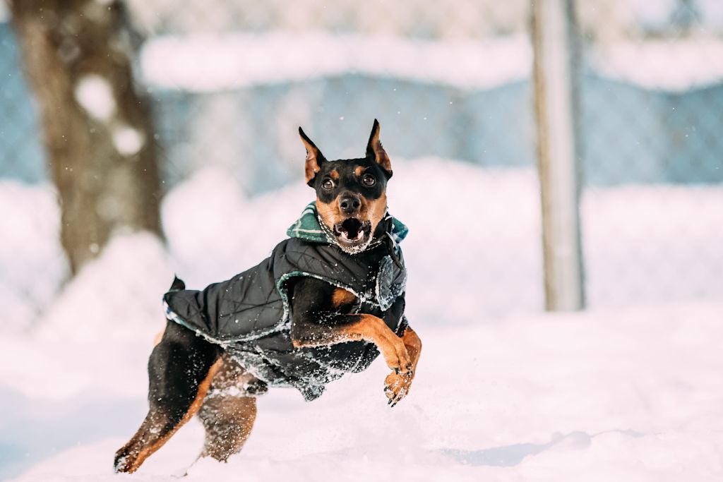 pinscher nain qui court