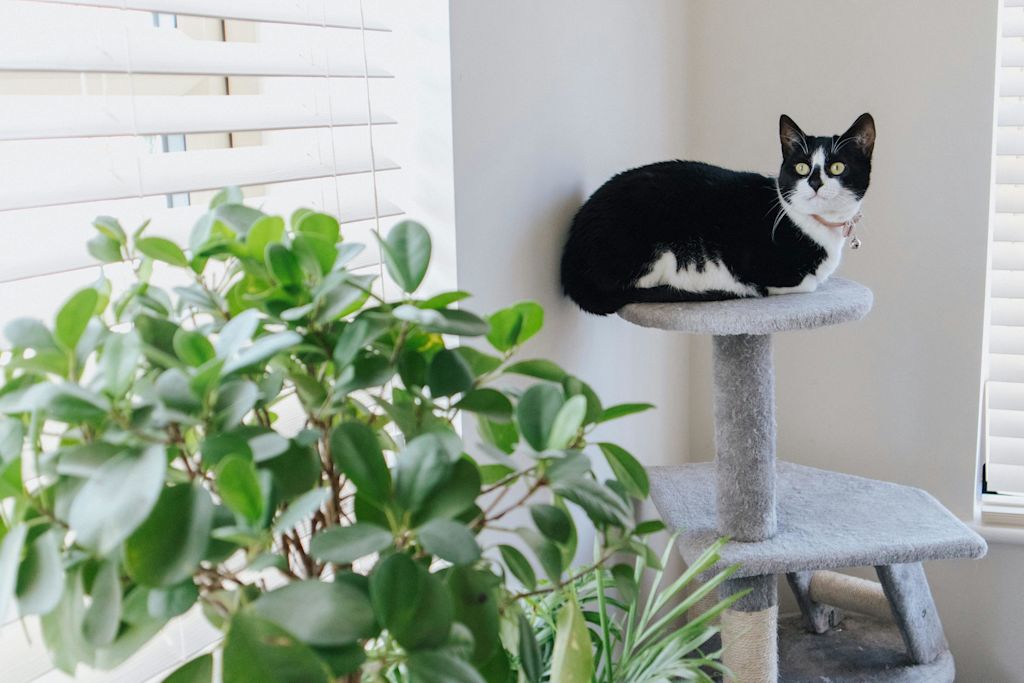 chat assis près d'une plante