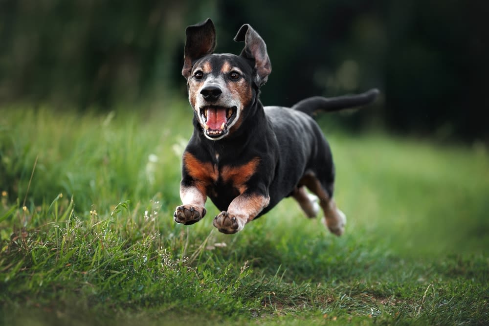 Kleine Hunde werden oft älter