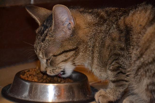 chat qui mange