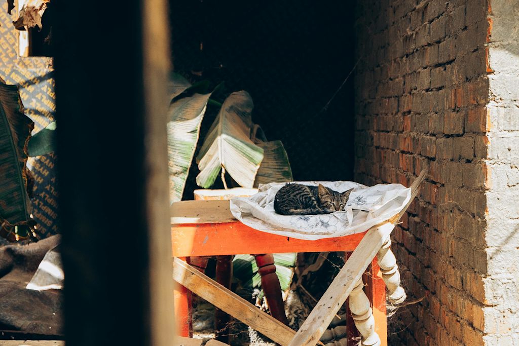 Chat dans son lit douillet