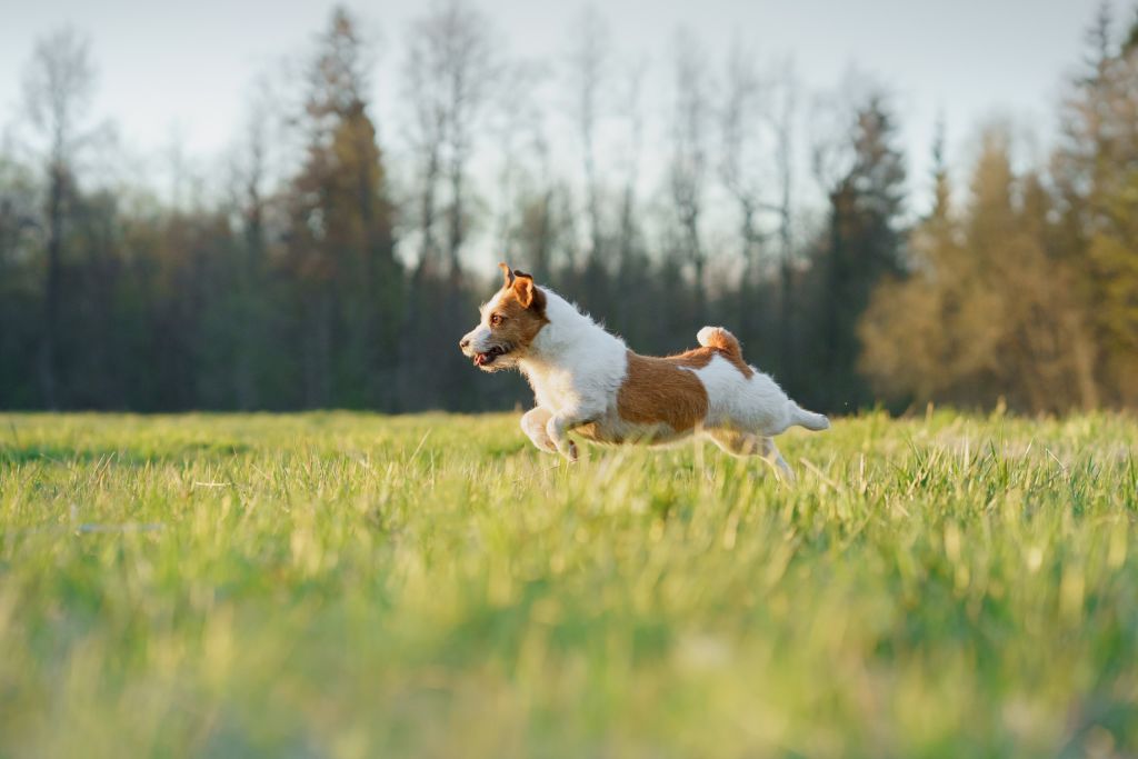 cane felice che corre