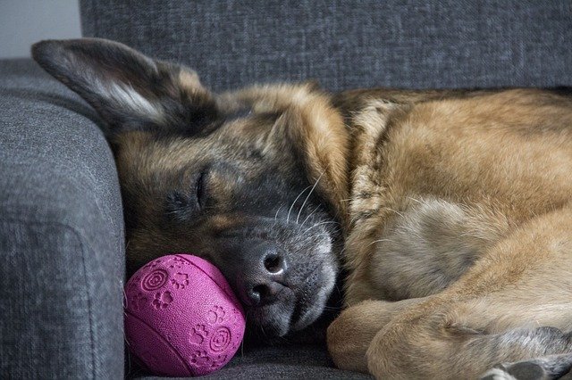 Schäferhund schläft auf Couch