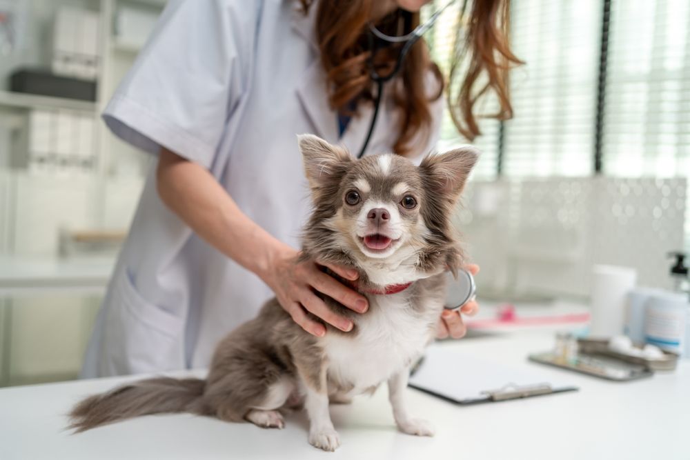 veterinaria con chihuahua