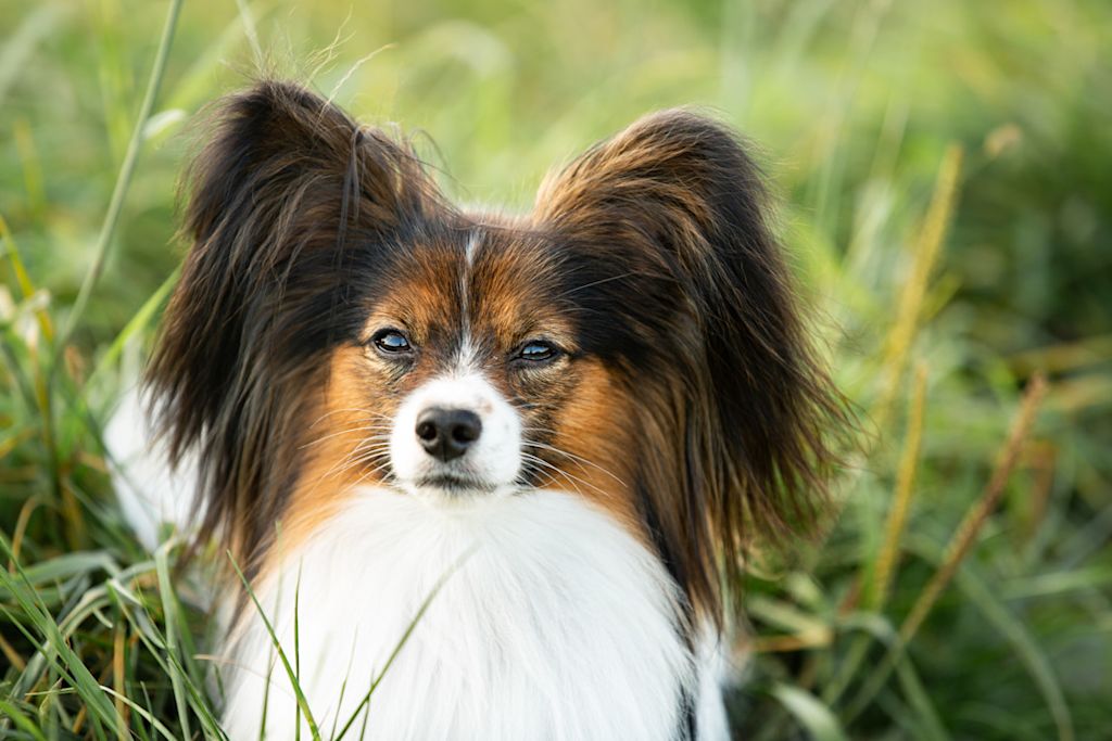 chien papillon de face