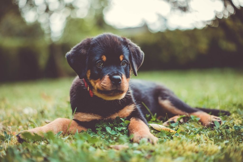 chiot rottweiler herbe