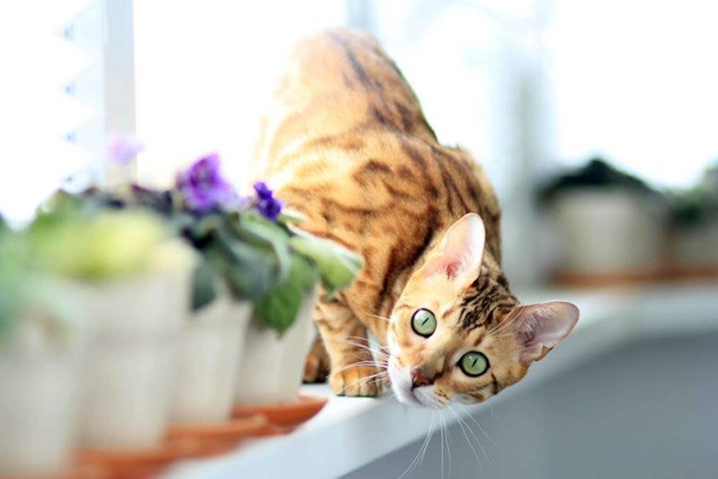 Chaton Bengal 3