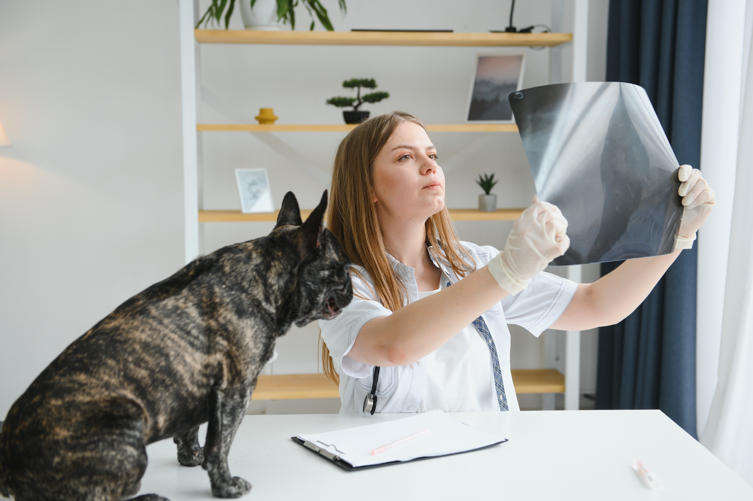 chien avec hernie discale radiologie