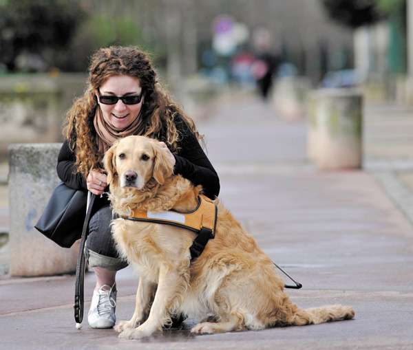 chien guide d'aveugle