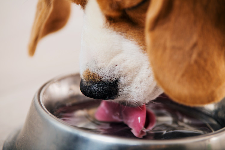 soif chez le chien diabétique