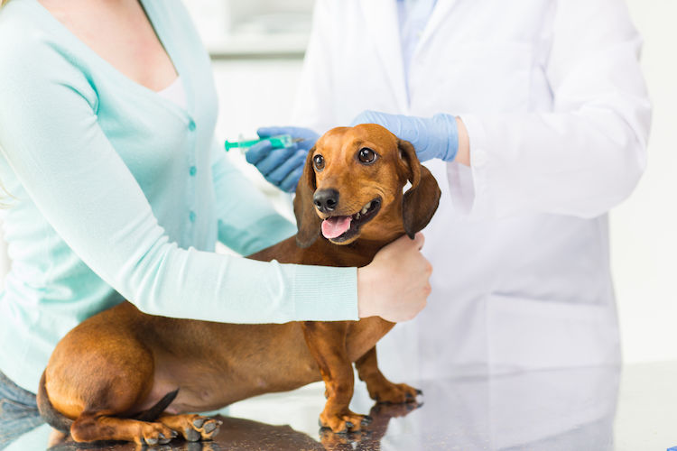 chien pipi de joie veterinaire