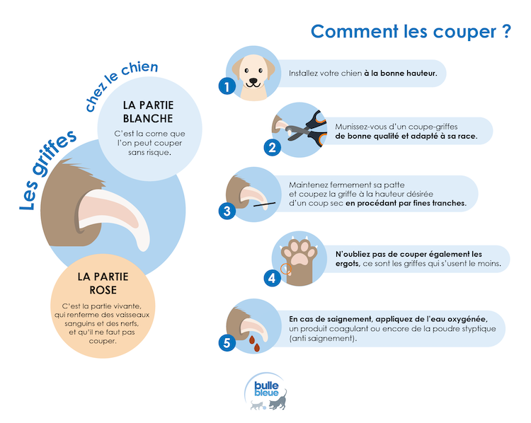 Infographie- Couper les Griffes Chez le Chien