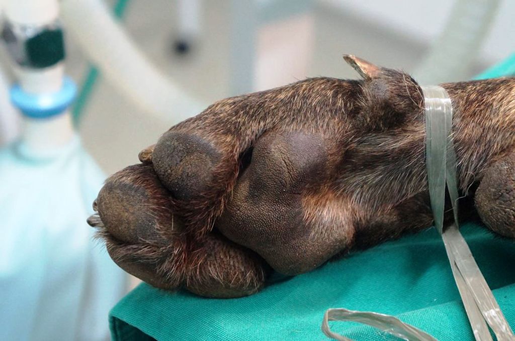 opération luxation rotule