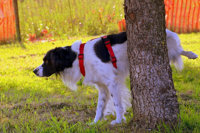 hund markiert an baum