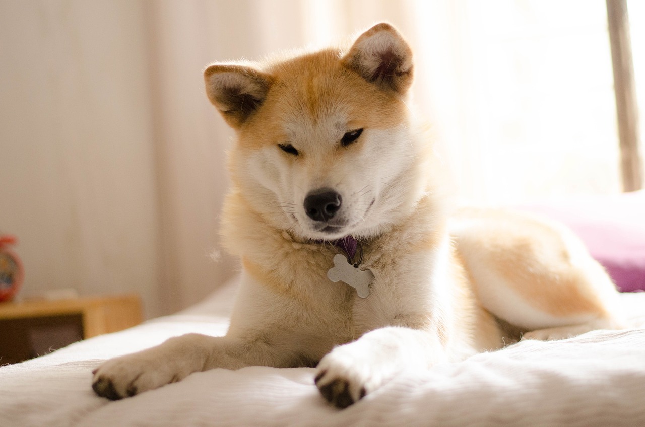 Akita Inu Caract re comportement et maladie Race de chien