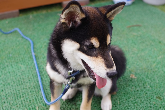 shiba inu schwarz