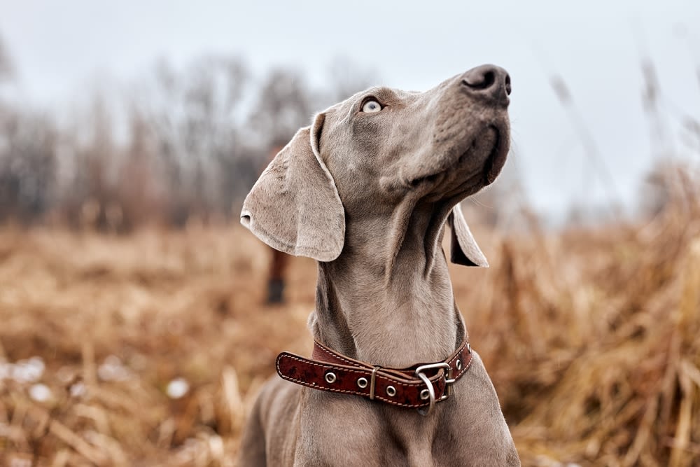 Hunde reagieren schnell auf Bewegungen