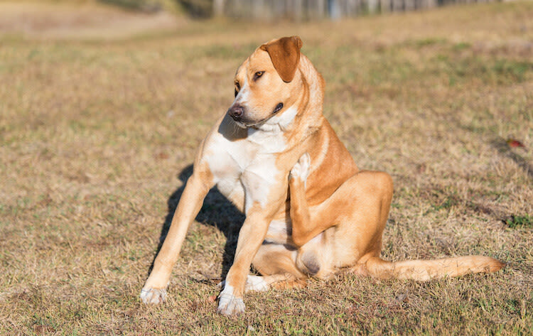Allergies saisonnières chez le chat et chien: en savoir plus